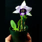 Cattleya (L.) dayana var coerulea sp. - Miniature - Without flowers | MS - Buy Orchids Plants Online by Orchid-Tree.com