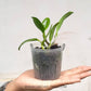 Cattleya (L.) dayana var coerulea sp. - Miniature - Without flowers | MS - Buy Orchids Plants Online by Orchid-Tree.com