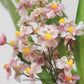 Oncidium Tsiku Marguerite 'Dragon#1'- Miniature - Without Flowers | BS - Buy Orchids Plants Online by Orchid-Tree.com