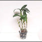 Dendrobium Poppy Rose - Without Flowers | BS - Buy Orchids Plants Online by Orchid-Tree.com