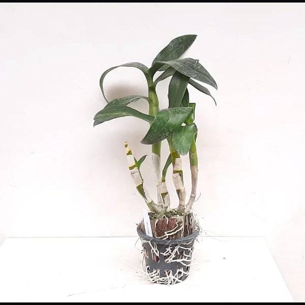Dendrobium Poppy Rose - Without Flowers | BS - Buy Orchids Plants Online by Orchid-Tree.com