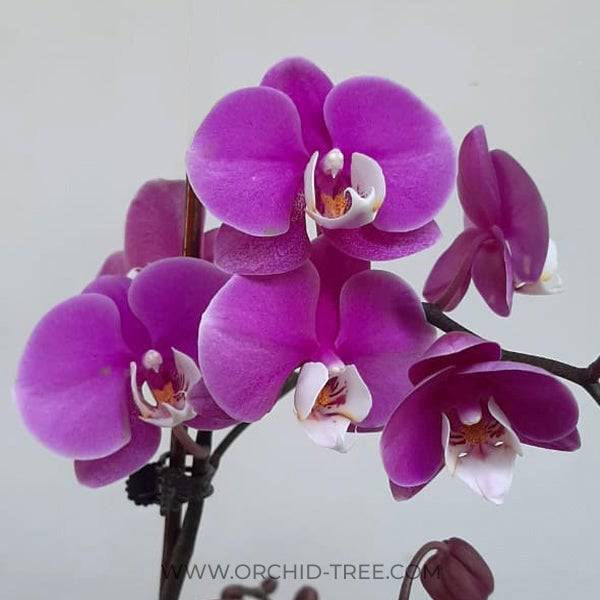 Phalaenopsis Jincheng Lover White Lip - With Spike | FF - Buy Orchids Plants Online by Orchid-Tree.com