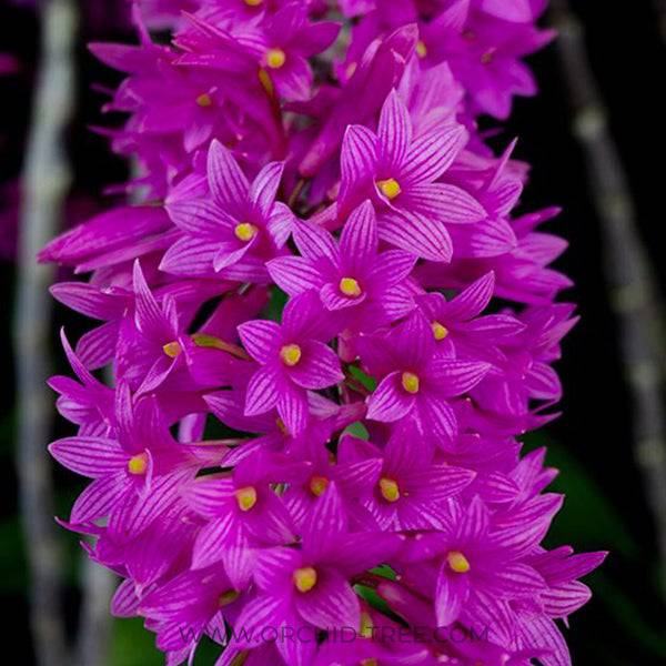 Dendrobium miyakei sp. - Without Flowers | BS - Buy Orchids Plants Online by Orchid-Tree.com