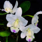 Cattleya walkeriana 'Kenny' sp.- Without Flowers | BS - Buy Orchids Plants Online by Orchid-Tree.com
