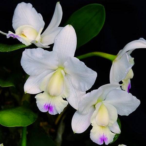 Cattleya walkeriana 'Kenny' sp.- Without Flowers | BS - Buy Orchids Plants Online by Orchid-Tree.com