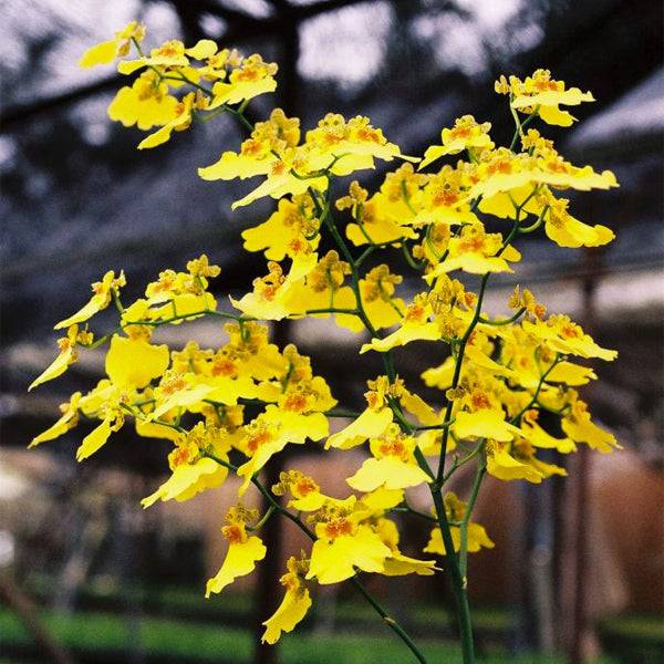 Oncidium Gold Star - Without Flowers | BS - Buy Orchids Plants Online by Orchid-Tree.com