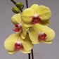 Phalaenopsis Shu Long Golden Star - Without Flowers | BS - Buy Orchids Plants Online by Orchid-Tree.com