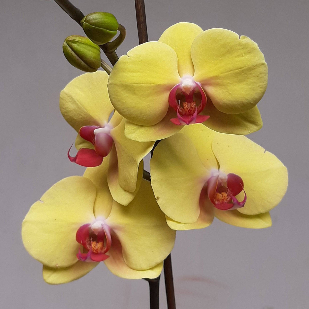 Phalaenopsis Shu Long Golden Star - Without Flowers | BS - Buy Orchids Plants Online by Orchid-Tree.com