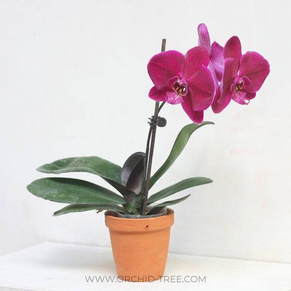 Terracotta Pot  4.5 Inch - Buy Orchids Plants Online by Orchid-Tree.com
