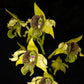 Dendrobium macrophyllum sp. - Without Flowers | BS - Buy Orchids Plants Online by Orchid-Tree.com