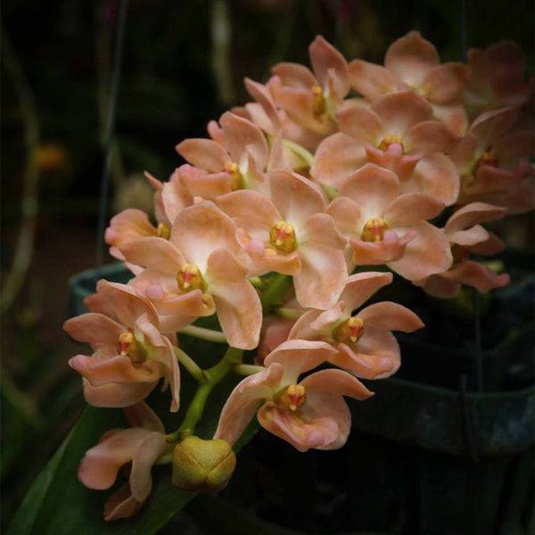 Rhynchostylis gigantea orange sp. - Without Flowers | MS - Buy Orchids Plants Online by Orchid-Tree.com