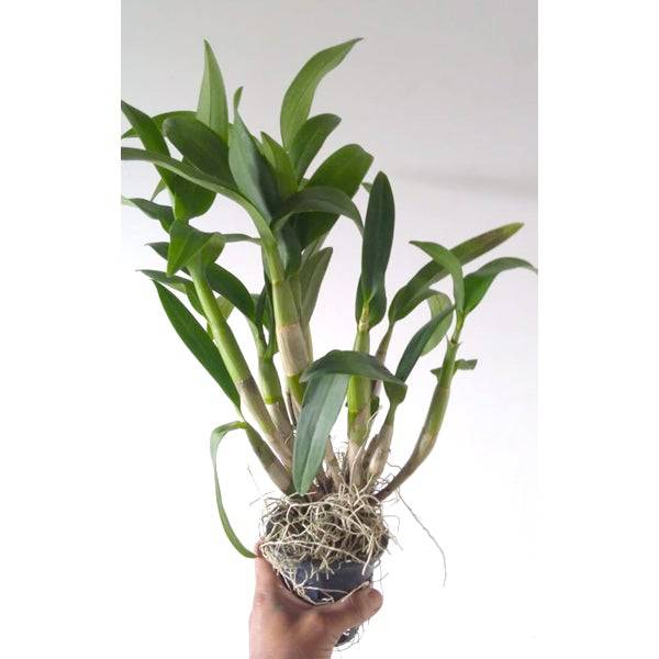 Dendrobium Heang Splash- Without Flowers | BS - Buy Orchids Plants Online by Orchid-Tree.com