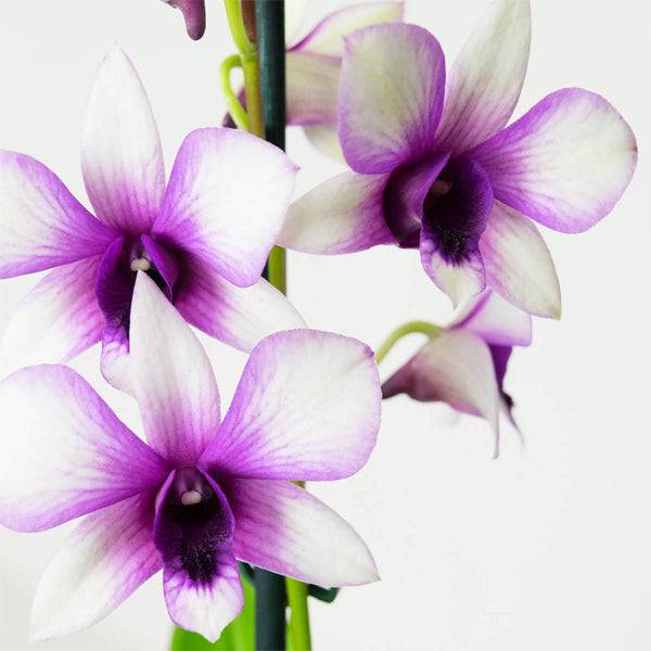 Dendrobium Heang Splash- Without Flowers | BS - Buy Orchids Plants Online by Orchid-Tree.com