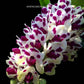 Rhynchostylis gigantea Cartoon - Without Flowers | BS - Buy Orchids Plants Online by Orchid-Tree.com