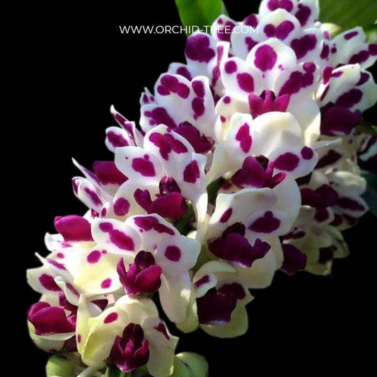 Rhynchostylis gigantea Cartoon - Without Flowers | BS - Buy Orchids Plants Online by Orchid-Tree.com