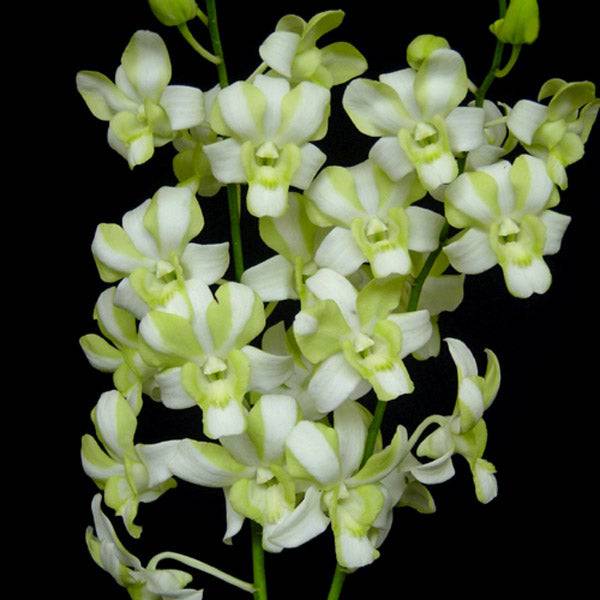 Dendrobium Liberty - Without Flowers | BS - Buy Orchids Plants Online by Orchid-Tree.com