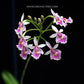 Epidendrum calanthum sp.- Seedling - Without Flowers | SS - Buy Orchids Plants Online by Orchid-Tree.com