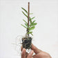 Epidendrum calanthum sp.- Seedling - Without Flowers | SS - Buy Orchids Plants Online by Orchid-Tree.com
