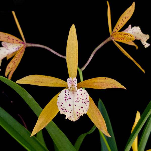 Encyvola Jairak Canary 'Orange' - With Flower | FF - Buy Orchids Plants Online by Orchid-Tree.com