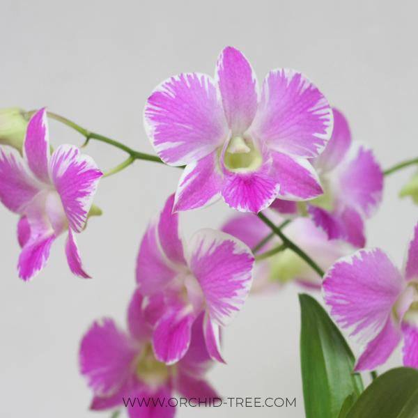 Dendrobium Pink Lady Splash - Without Flowers | BS - Buy Orchids Plants Online by Orchid-Tree.com
