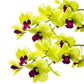 Dendrobium Yellow Red Lip - With Flowers | FF - Buy Orchids Plants Online by Orchid-Tree.com