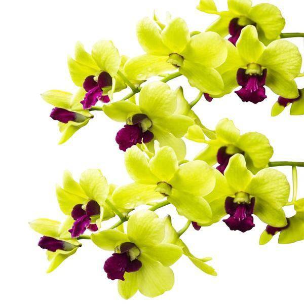 Dendrobium Yellow Red Lip - With Flowers | FF - Buy Orchids Plants Online by Orchid-Tree.com
