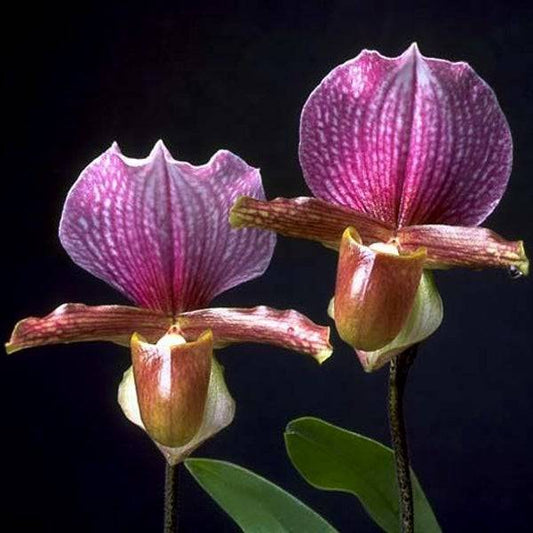 Paphiopedilum charlesworthii sp.- Without Flowers | BS - Buy Orchids Plants Online by Orchid-Tree.com