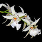 Oncidium (Dgmra.) Winter Wonderland 'White Fairy' - Without Flowers | BS - Buy Orchids Plants Online by Orchid-Tree.com