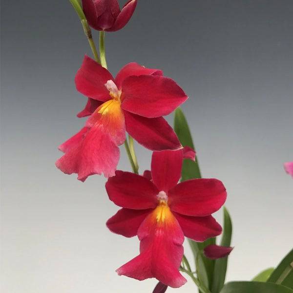Oncidium ( Burr.) Francine Roseglow- Without Flowers | BS - Buy Orchids Plants Online by Orchid-Tree.com