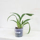 Oncidium ( Burr.) Francine Roseglow- Without Flowers | BS - Buy Orchids Plants Online by Orchid-Tree.com