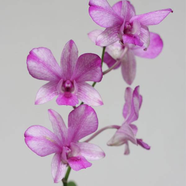 Dendrobium Popeye - Without Flowers | BS - Buy Orchids Plants Online by Orchid-Tree.com