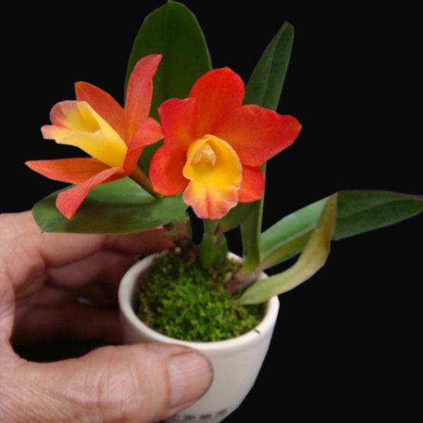 Cattleya (Pot.) Goldenorange 'Golden Boy'- With Flowers | FF - Buy Orchids Plants Online by Orchid-Tree.com