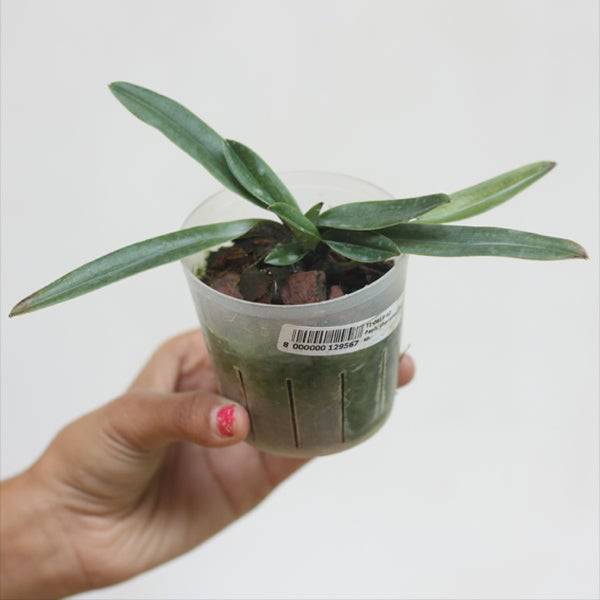 Paphiopedilum charlesworthii sp.- Without Flowers | BS - Buy Orchids Plants Online by Orchid-Tree.com