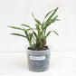 Maxillaria variabilis sp. - Without Flowers | BS - Buy Orchids Plants Online by Orchid-Tree.com