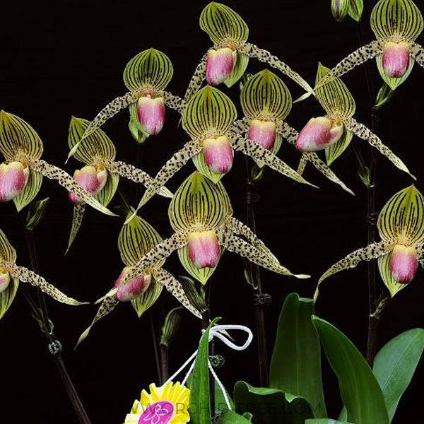 Paphiopedilum Lebeau - Without Flowers | BS - Buy Orchids Plants Online by Orchid-Tree.com