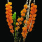 Dendrobium bullenianum sp. - Without Flowers | MS - Buy Orchids Plants Online by Orchid-Tree.com
