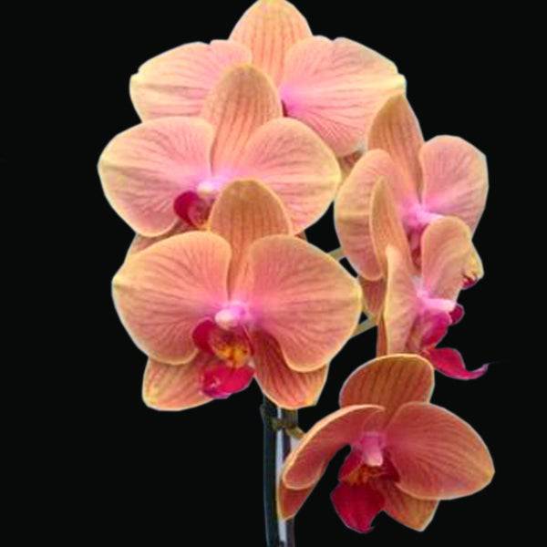 Phalaenopsis Sogo Girl - Without Flowers | BS - Buy Orchids Plants Online by Orchid-Tree.com