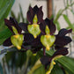 Catasetum tenebrosum sp. - Without Flowers | BS - Buy Orchids Plants Online by Orchid-Tree.com