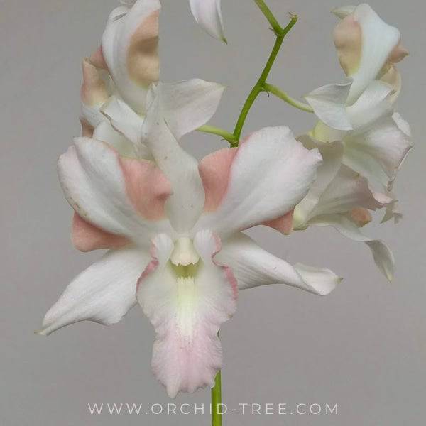 Dendrobium King Orange- Without Flowers | BS - Buy Orchids Plants Online by Orchid-Tree.com