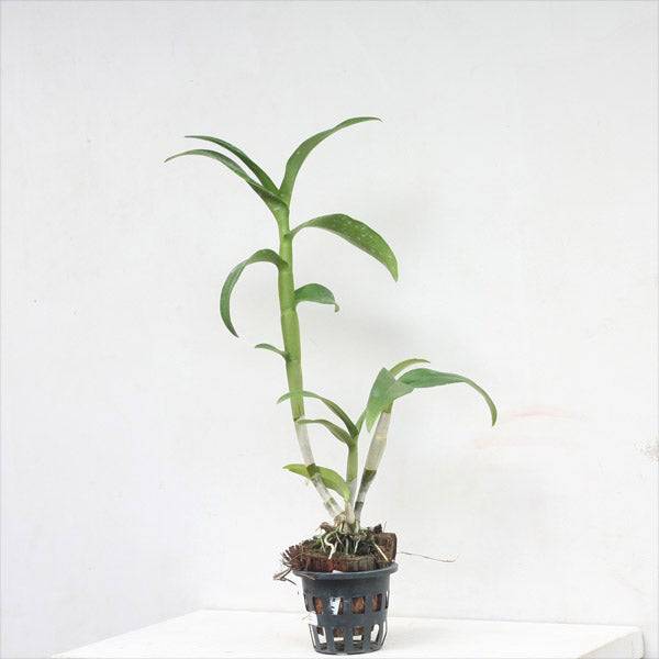 Dendrobium King Orange- Without Flowers | BS - Buy Orchids Plants Online by Orchid-Tree.com