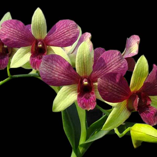 Dendrobium Two Tone Red - Without Flowers | BS - Buy Orchids Plants Online by Orchid-Tree.com