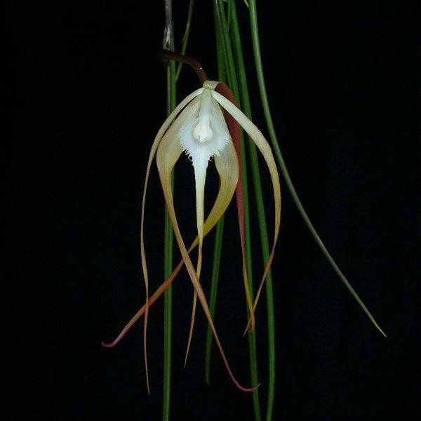 Brassavola (Cattleya) cucullata sp. - Without Flowers | SS - Buy Orchids Plants Online by Orchid-Tree.com