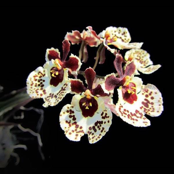 Tolumnia Snow Girl - Without Flowers | BS - Buy Orchids Plants Online by Orchid-Tree.com
