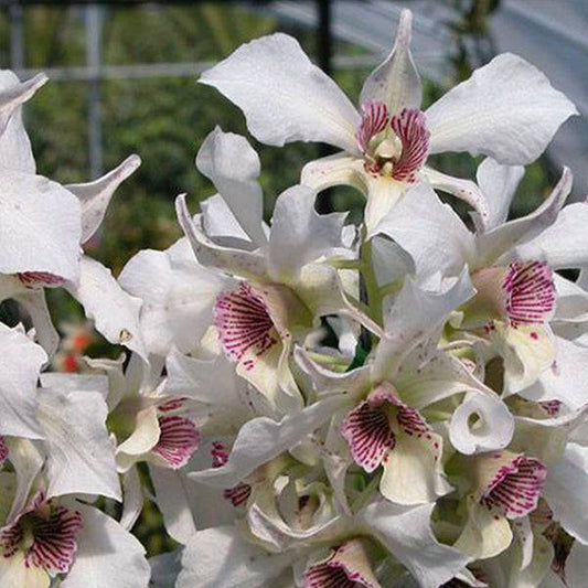 Dendrobium Roy Tokunaga - Without Flowers | BS - Buy Orchids Plants Online by Orchid-Tree.com