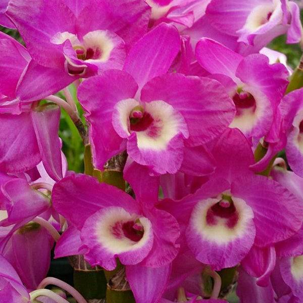 Dendrobium Cynosure 'San Young' X New Comet Red Queen - Without Flowers | BS - Buy Orchids Plants Online by Orchid-Tree.com