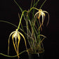 Brassavola (Cattleya) cucullata sp. - Without Flowers | SS - Buy Orchids Plants Online by Orchid-Tree.com