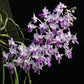 Seidenfadenia mitrata sp.- Without Flowers | BS - Buy Orchids Plants Online by Orchid-Tree.com