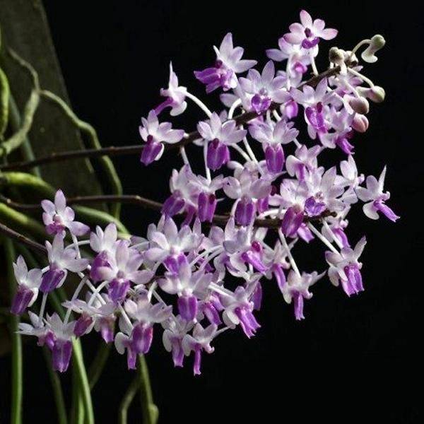 Seidenfadenia mitrata sp.- Without Flowers | BS - Buy Orchids Plants Online by Orchid-Tree.com