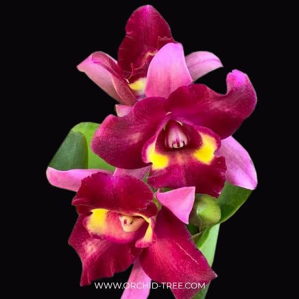 Cattleya Chomyong Beauty - Without Flowers | BS - Buy Orchids Plants Online by Orchid-Tree.com