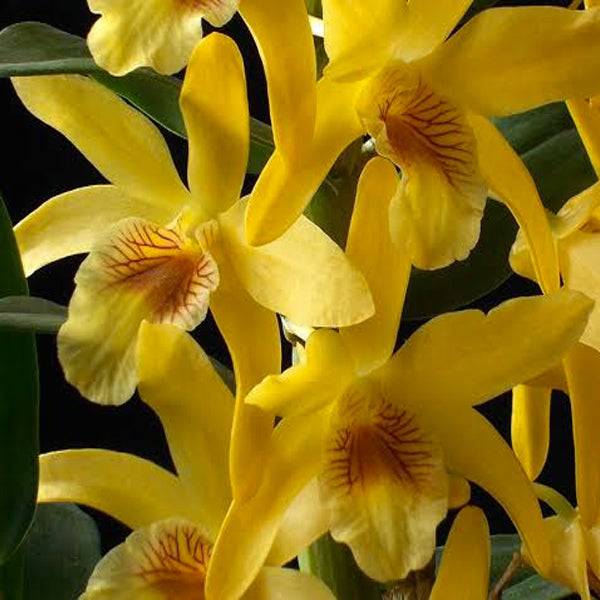 Dendrobium Stardust Chiyomi | Nobile - Without Flowers | BS - Buy Orchids Plants Online by Orchid-Tree.com